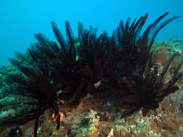 Cenolia glebosus